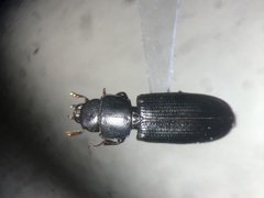 Tenebroides corticalis