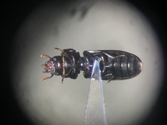 Tenebroides corticalis