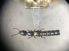Nudobius cephalus