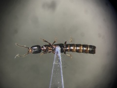Nudobius cephalus