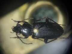 Pterostichus caudicalis