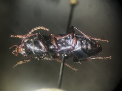 Pterostichus caudicalis