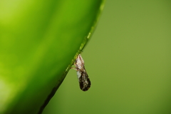 Diaphorina