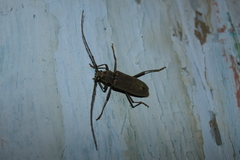 Susuacanga stigmatica