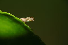 Diaphorina