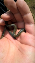 Rhinophis melanogaster