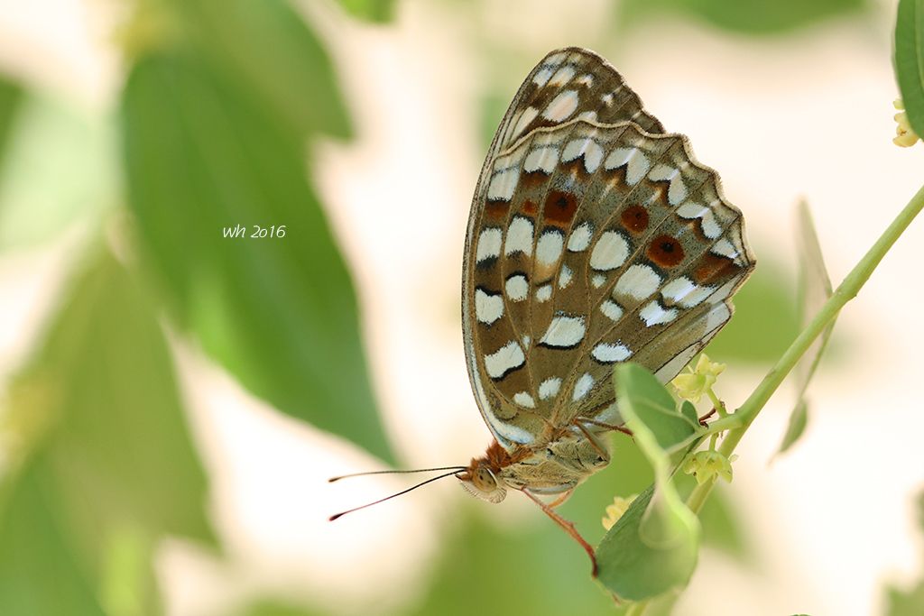 Nerippe Fritillary