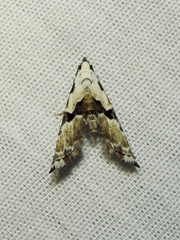 Nigetia formosalis