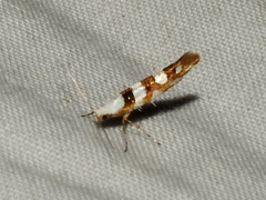 Argyresthia calliphanes