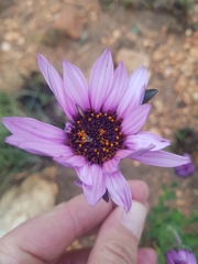 Dimorphotheca spectabilis