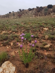 Dimorphotheca spectabilis