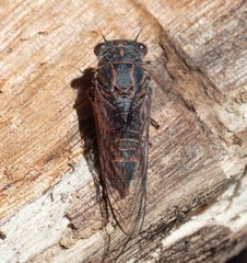 Atrapsalta encaustica