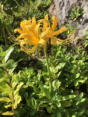 Lycoris traubii, photograph 6