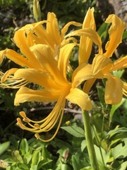 Lycoris traubii