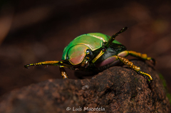 Chrysina laniventris