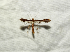 Geina tenuidactylus