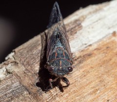 Atrapsalta encaustica