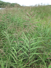 Phragmites japonicus