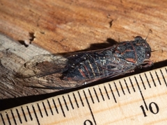 Atrapsalta encaustica