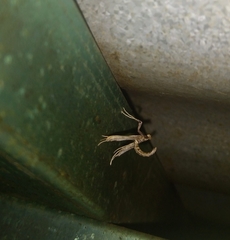 Lineodes triangulalis