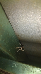 Lineodes triangulalis