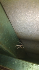 Lineodes triangulalis