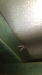 Lineodes triangulalis