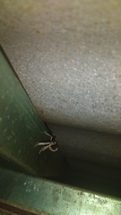 Lineodes triangulalis