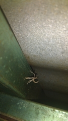 Lineodes triangulalis