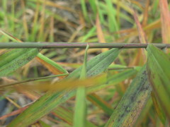 Phragmites japonicus