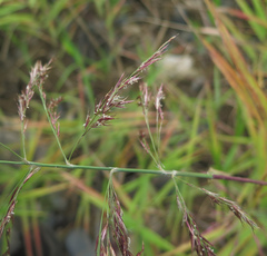 Phragmites japonicus