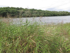Phragmites japonicus