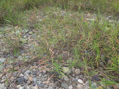 Phragmites japonicus