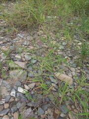 Phragmites japonicus