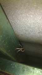 Lineodes triangulalis