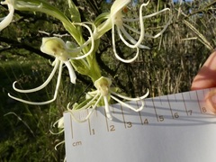 Habenaria macroceratitis