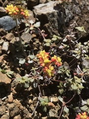 Eriogonum cedrorum