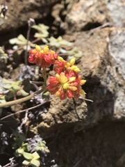 Eriogonum cedrorum