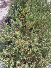 Atriplex pentandra