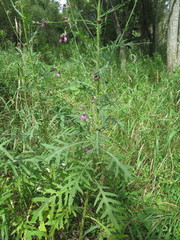 Cirsium pendulum