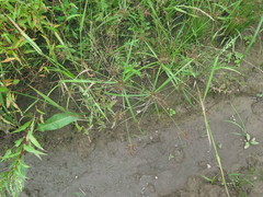 Cyperus orthostachyus