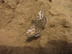 Erynnis popoviana