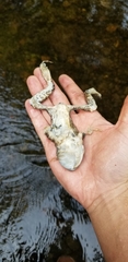 Lithobates catesbeianus