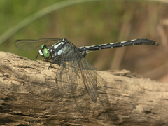 Trigomphus nigripes
