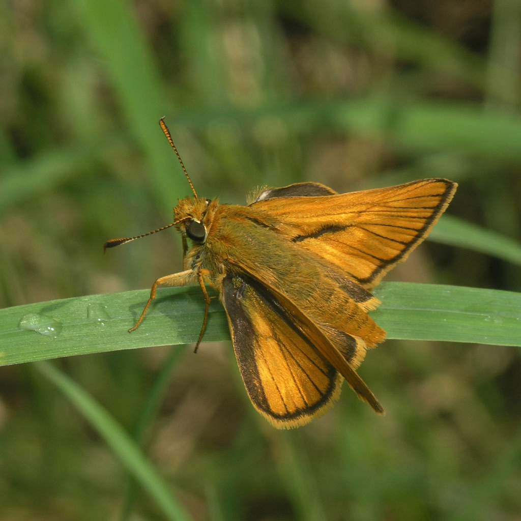 Asian Large Skipper