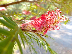 Grevillea hookeriana