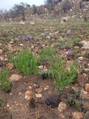 Dimorphotheca spectabilis