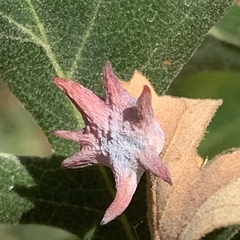 Cynips douglasii