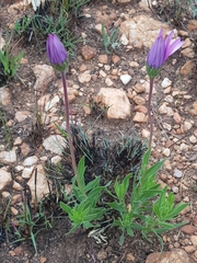 Dimorphotheca spectabilis