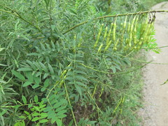 Sophora flavescens